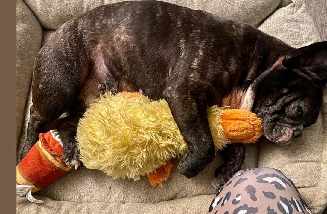 French Bulldog snuggling with yellow duck 