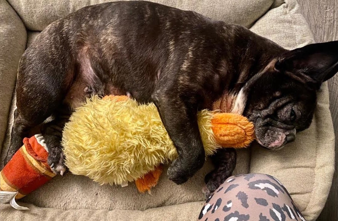 French Bulldog snuggling with yellow duck 