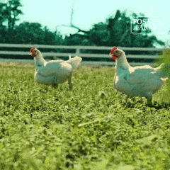 chickens roaming in a field