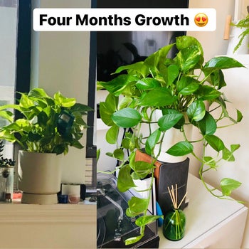 A reviewer's pothos growth after four months