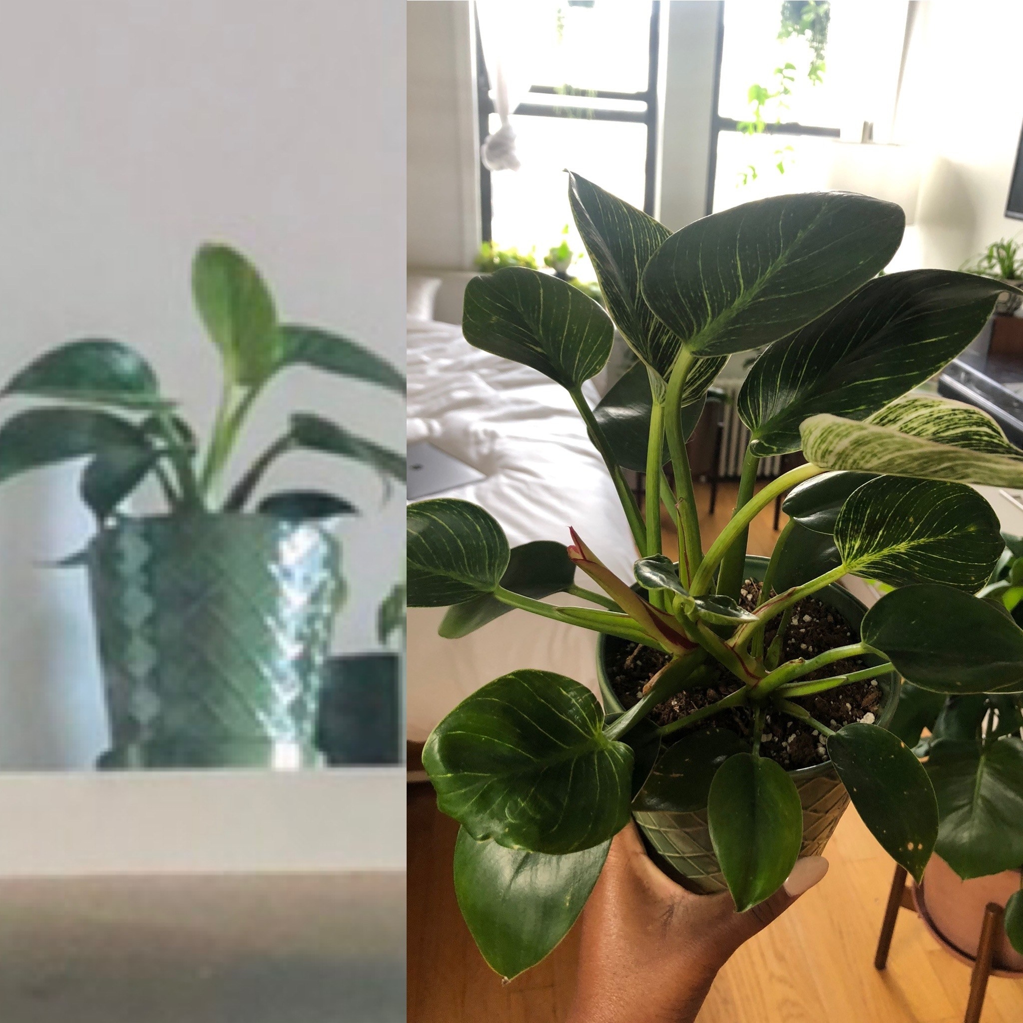 A reviewer's plant / A reviewer's larger plant after 4 months of growth