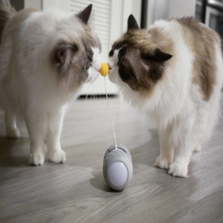 28 Amazon Highly-Reviewed, Problem-Solving Cat Products