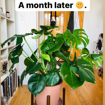 A reviewer's monstera after a month