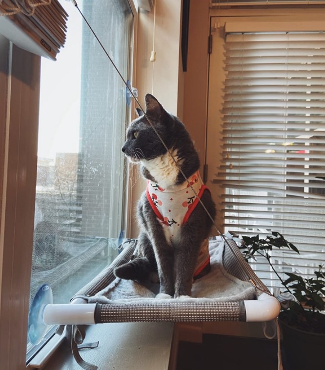 A reviewer showing her cat wearing a sweater sitting in the window perch