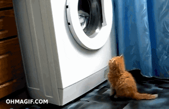 cat watching laundry spin around