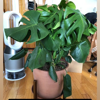 A reviewer's monstera when it was first unboxed