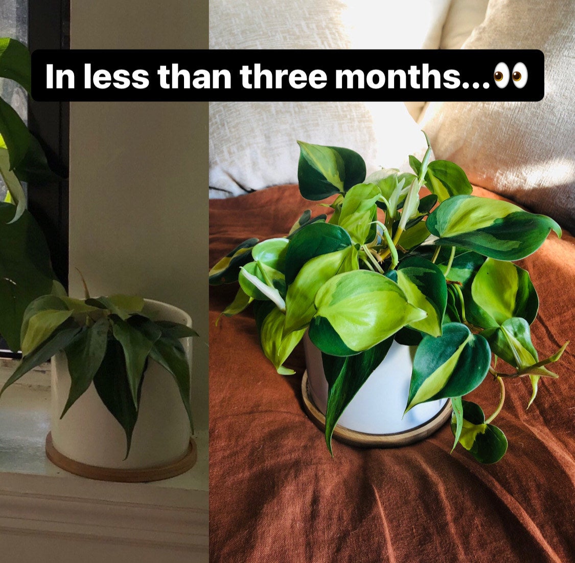A reviewer&#x27;s plant / A reviewer&#x27;s larger plant less than three months later