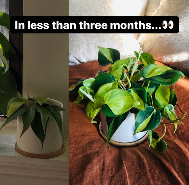 A reviewer's plant / A reviewer's larger plant less than three months later