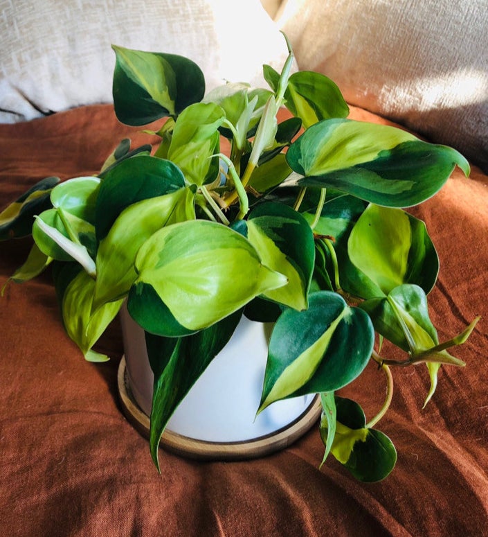 A reader&#x27;s philodendron brasil growth in less than three months