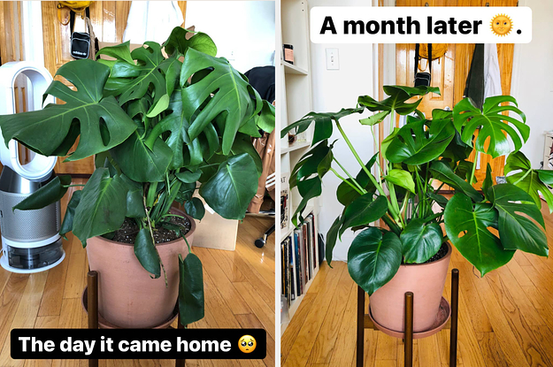 The monstera when it came home / The expanded monstera, a month later