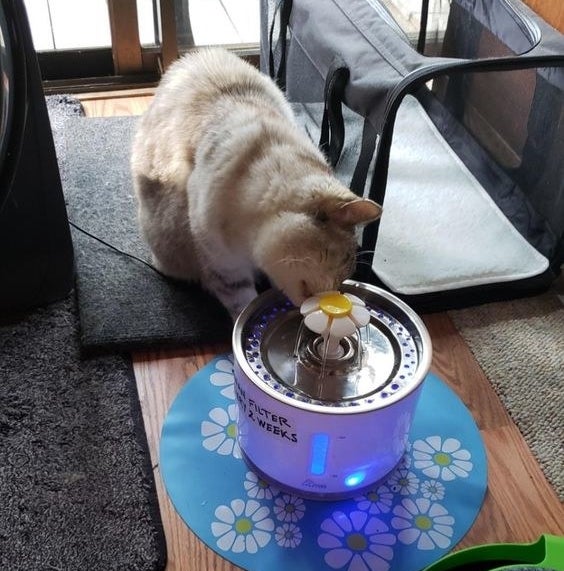 reviewer&#x27;s cat drinking from fountain