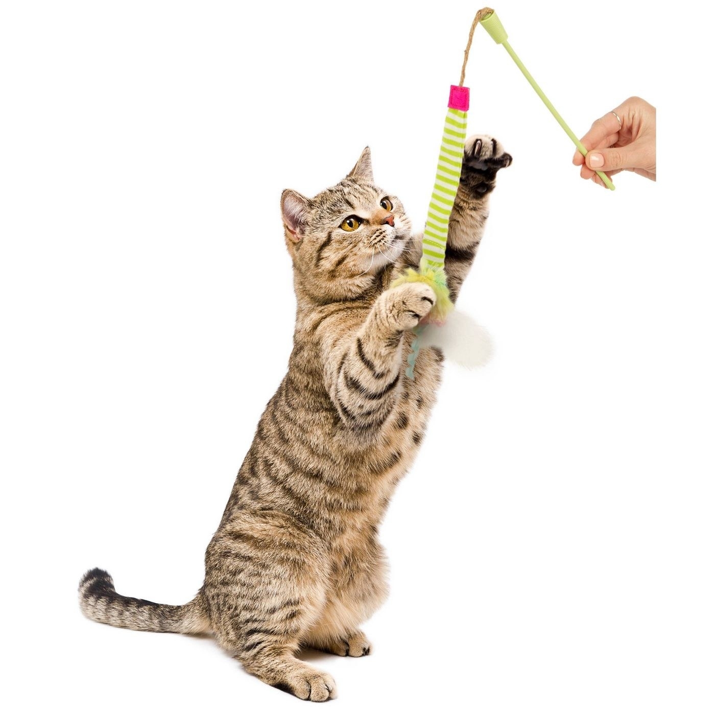 Cat playing with wand toy