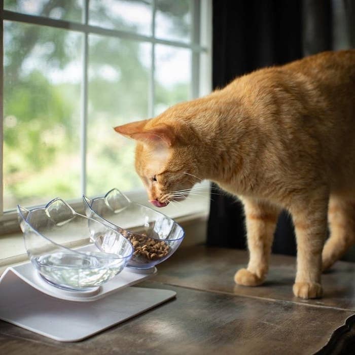 Cat enjoying the double pet bowl