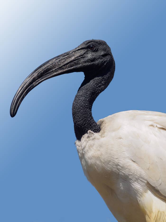 A close up of the ibis against the blue of a clear sky.