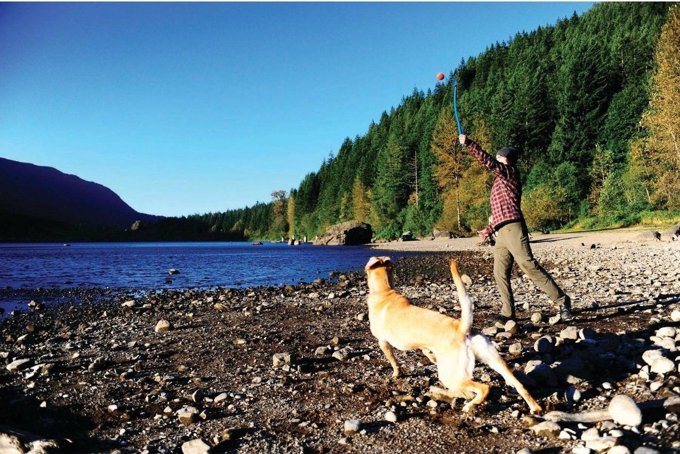 Pet owner throwing a ball using the launcher as a dog runs after the ball