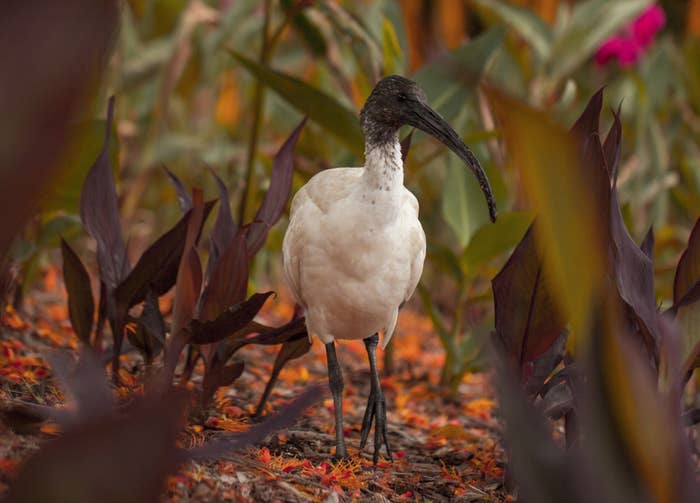 An ibis bird hanging out in the middle of a flourishing garden.