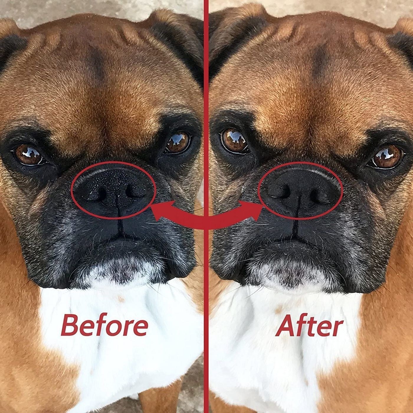 Before of a boxer with a dried nose and the same dog after the balm has been applied and their nose looks moisturized