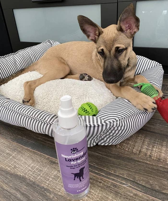 A dog looking at a lavender pet spray
