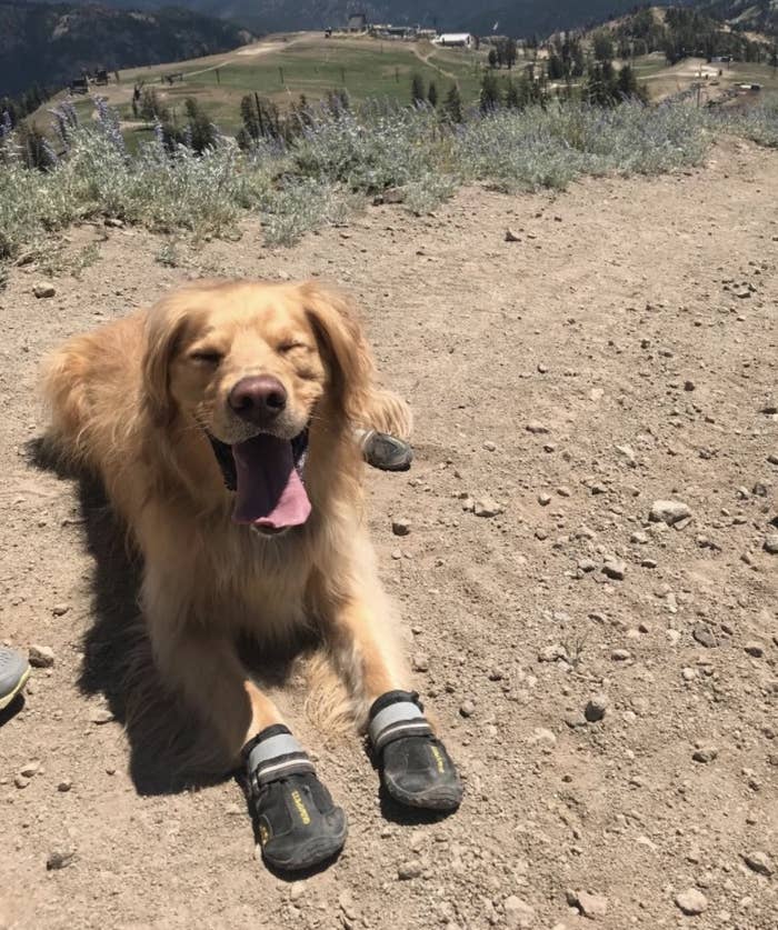 A dog wearing shoes