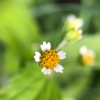 A reviewer's vivid close-up of a flower