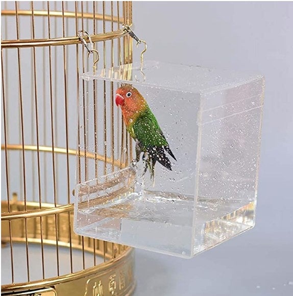 A bird inside an acrylic bird bath filled with water and hooked onto a gold cage
