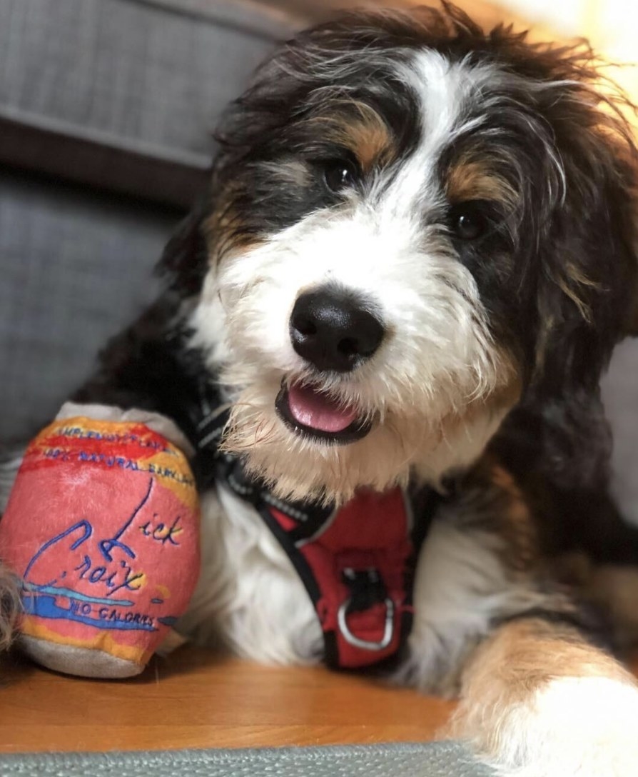 A dog next to a dog toy designed like a LaCroix can