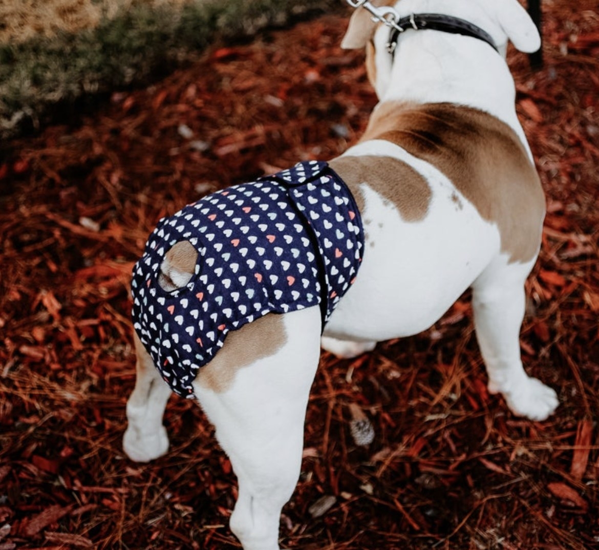 A dog wearing a heart patterned diaper