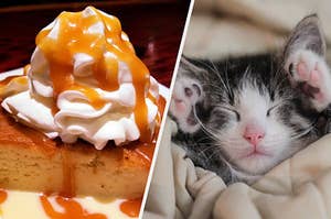 tres leche cake and an adorable kitten