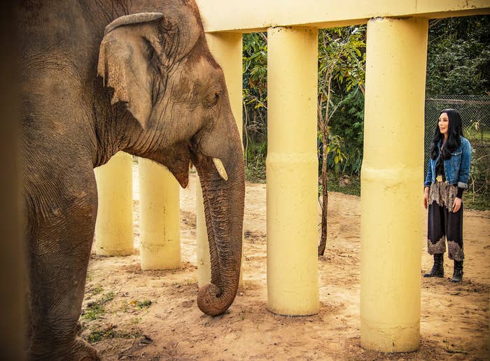 an elephant and cher the singer