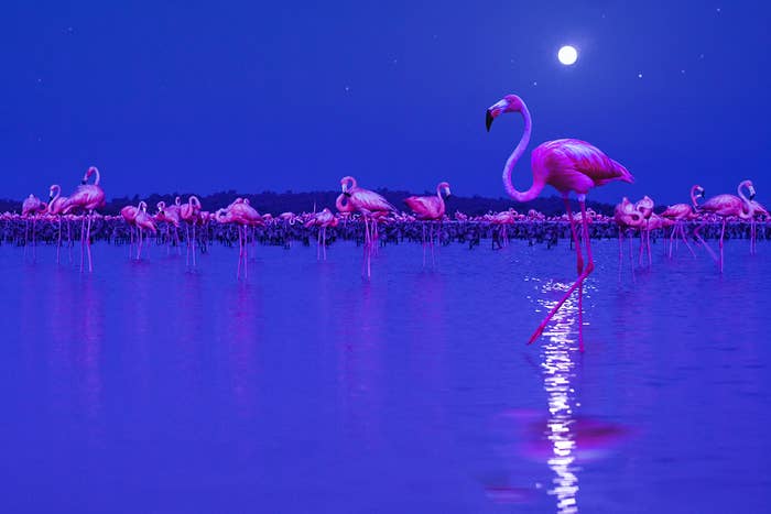 flamingos in the night