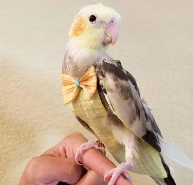 Reviewer&#x27;s photo of their pet bird wearing the yellow diaper flight suit