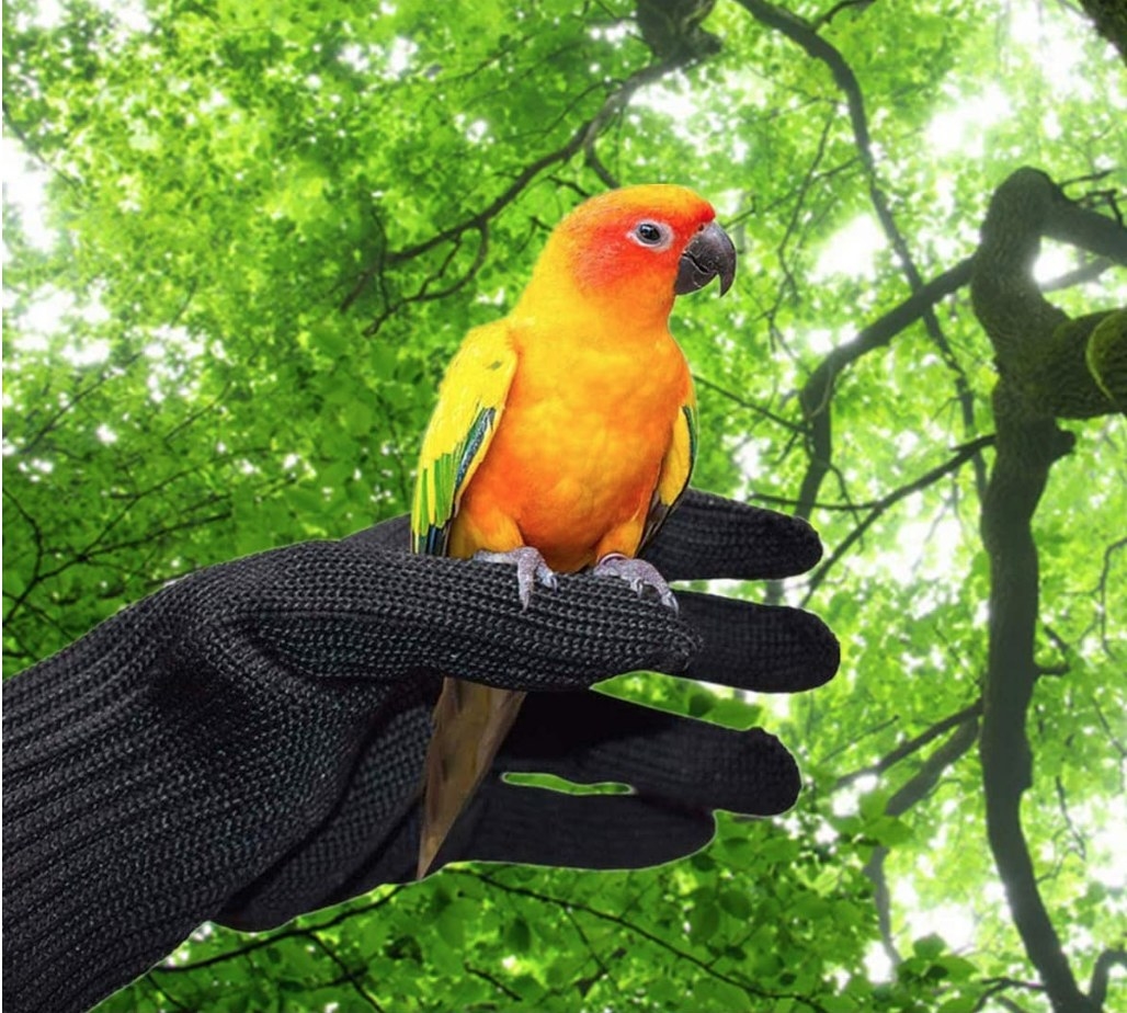 A model wearing a pair of black anti-bite gloves while holding their pet bird under a tree