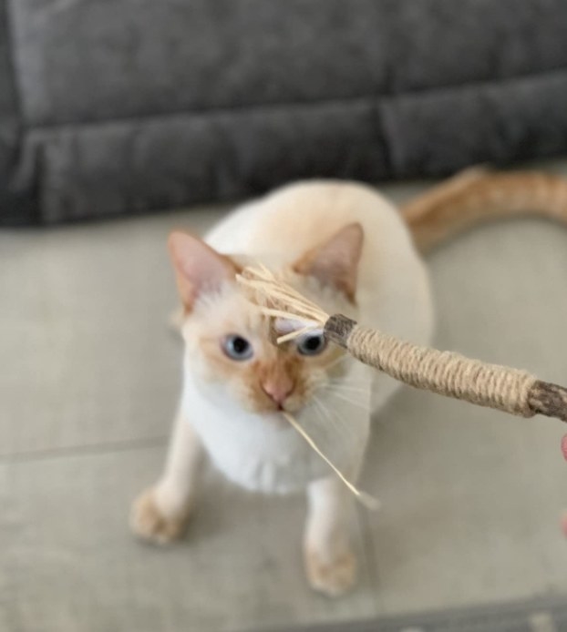 A reviewer showing his cat playing with the chew stick 