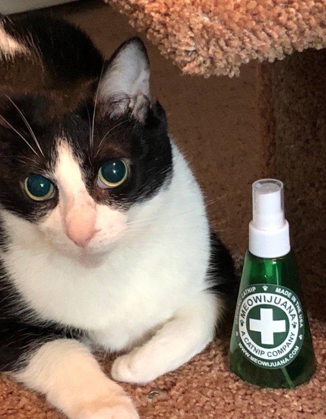 A reviewer showing their cat next to the spray 
