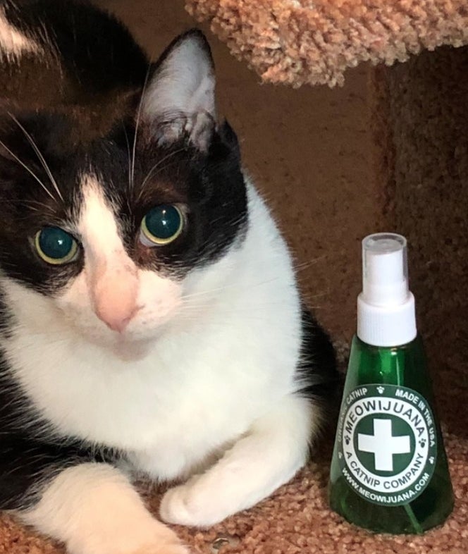 A reviewer showing their cat next to the spray 