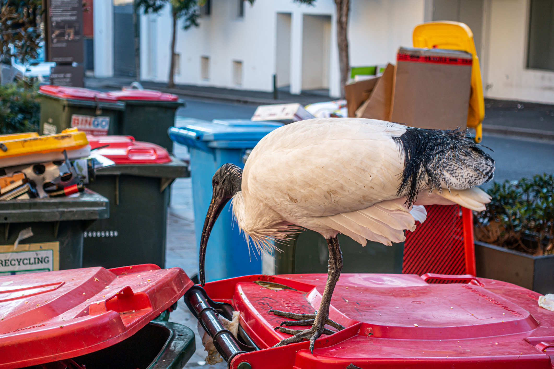 An ibis bird resting majestically on the top of a bin, ready to eat its dinner.