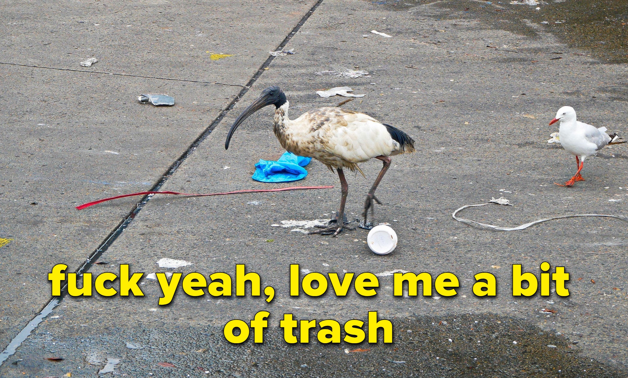 An ibis bird standing in the middle of a mess of trash with the caption &quot;fuck yeah, love me a bit of trash&quot;