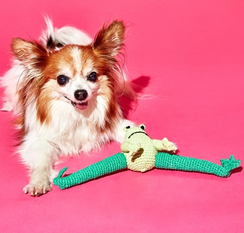 A frog toy next to a small dog