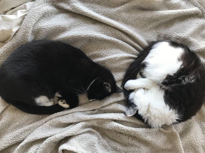 Two very handsome cats napping side by side like sweet, peaceful angels