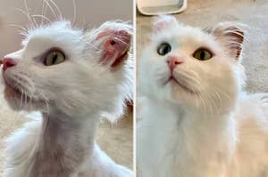a cat that's been shaved down and has lost and leg, and that same cat healthy and thriving