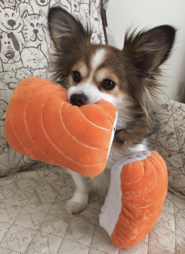 small dog holding a stuffed dog toy that looks like a piece of sushi