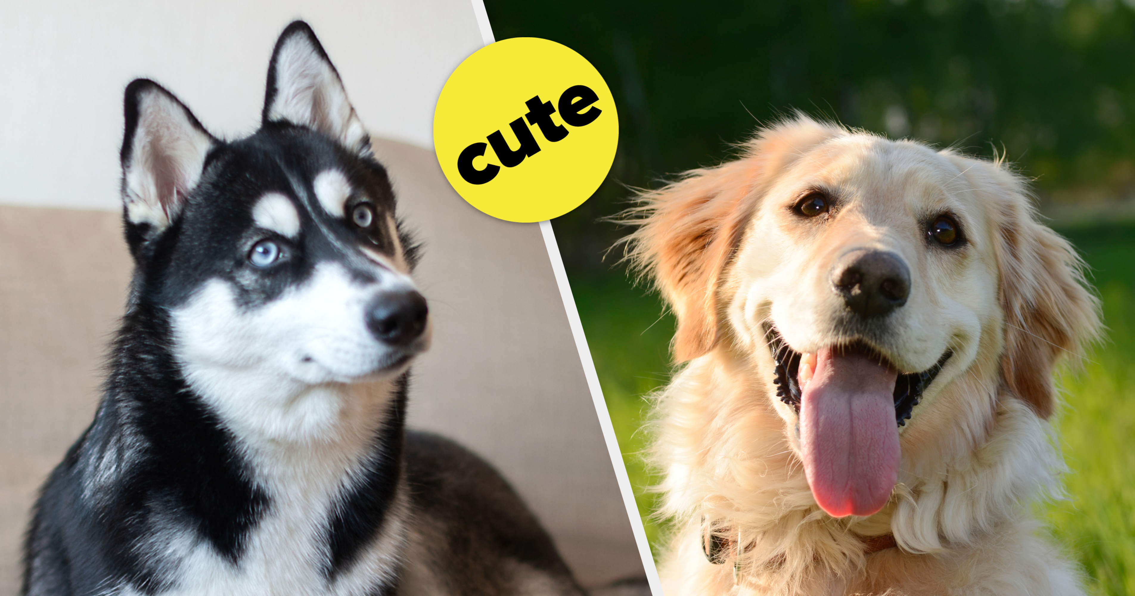 Which Dog Breed Are You? Answer These 5 Questions To Find Out