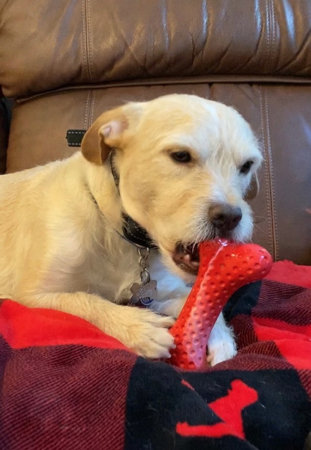 Dog chewing on red chew toy