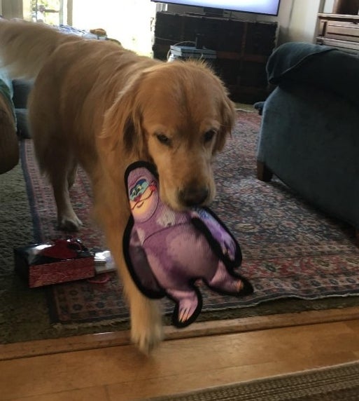 Dog holding gorilla toy