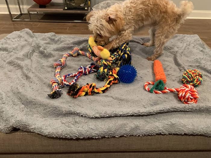 Dog playing with chew toys