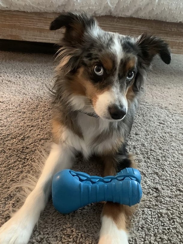 Dog with blue squeaker toy 