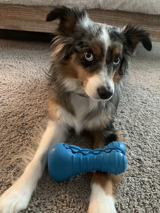 a reviewer photo of a dog with the blue toy