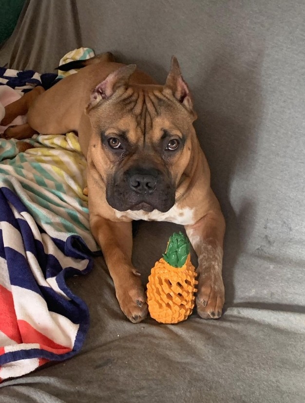 Dog holding pineapple toy