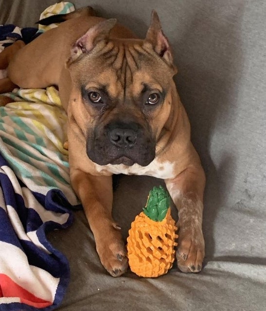 Dog holding pineapple toy