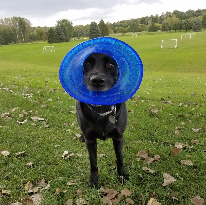 Dog holding flying disc toy in mouth 